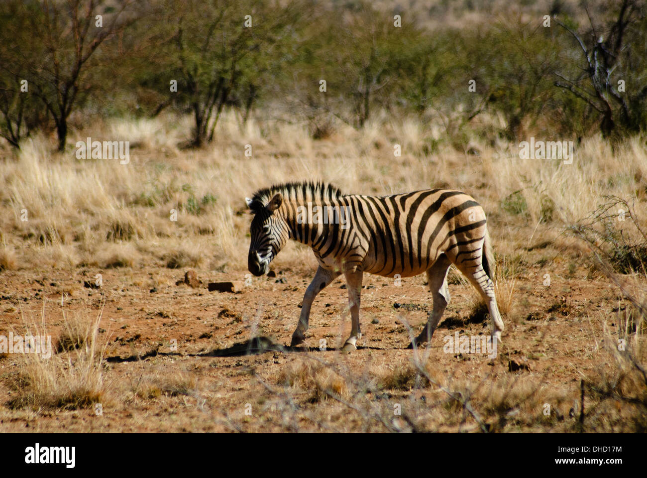 Zebra zu Fuß im Pilanesberg National Park in Südafrika Stockfoto