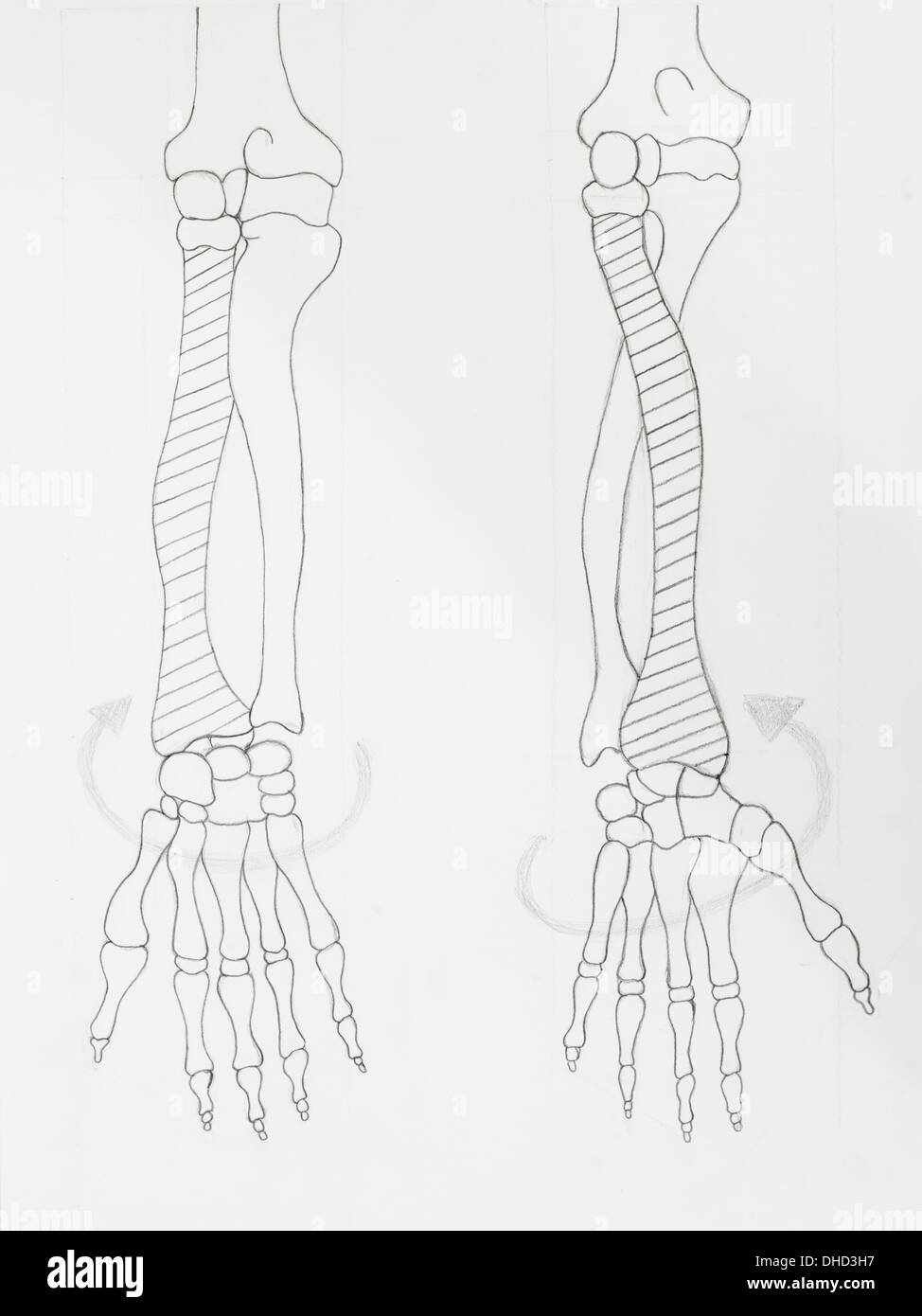 Detail der Arm Knochen Bleistiftzeichnung auf weißem Papier Stockfoto
