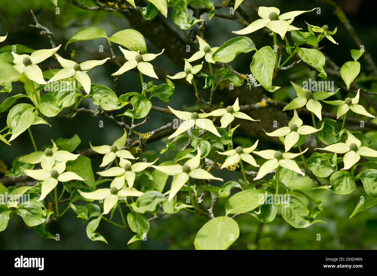 Cornus Kousa Chinenesis Milchstraße Stockfoto