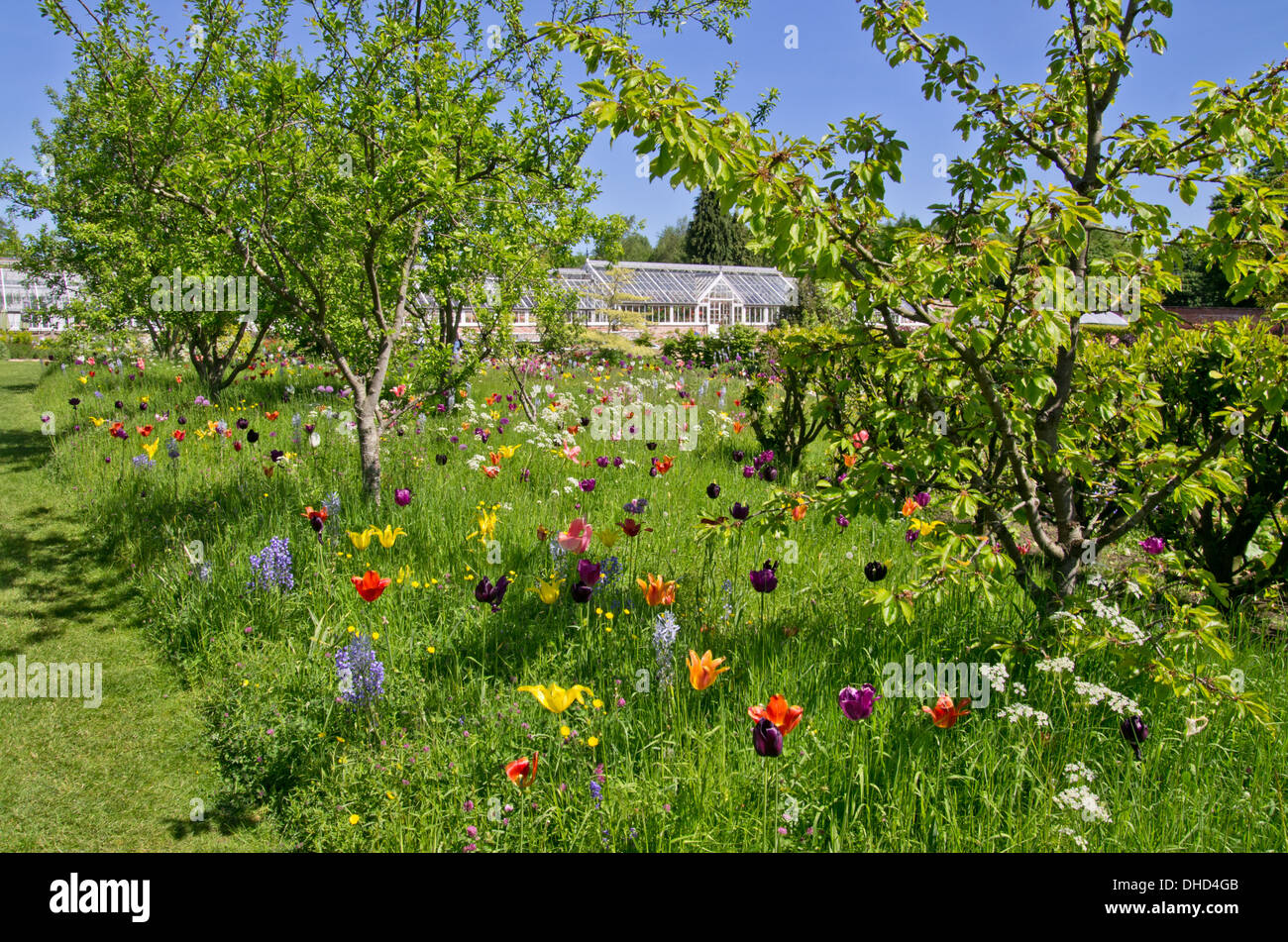 Helmsley Walled Garden zufällige Birne Pflanzen. Stockfoto