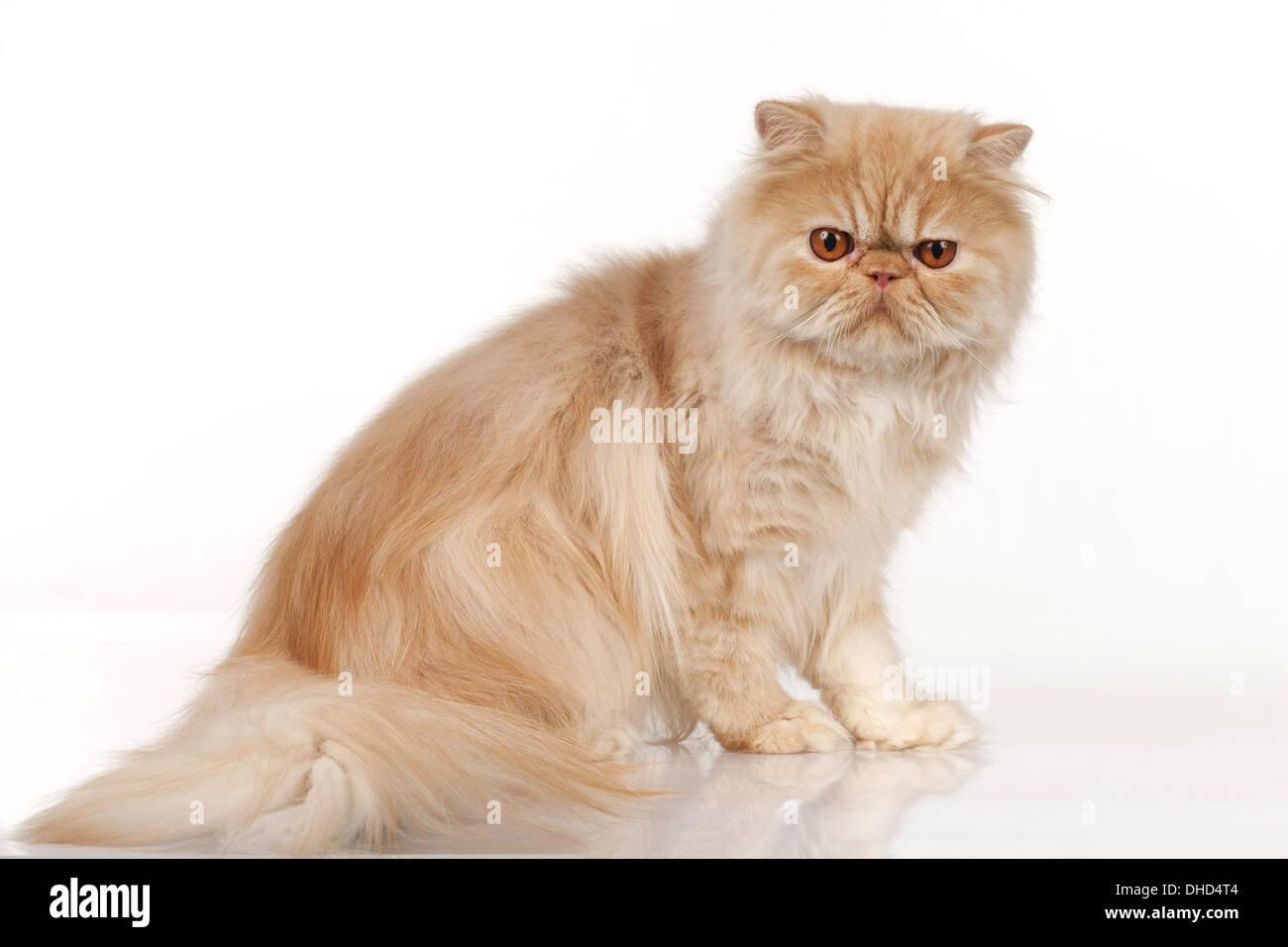 Perserkatze Stockfoto