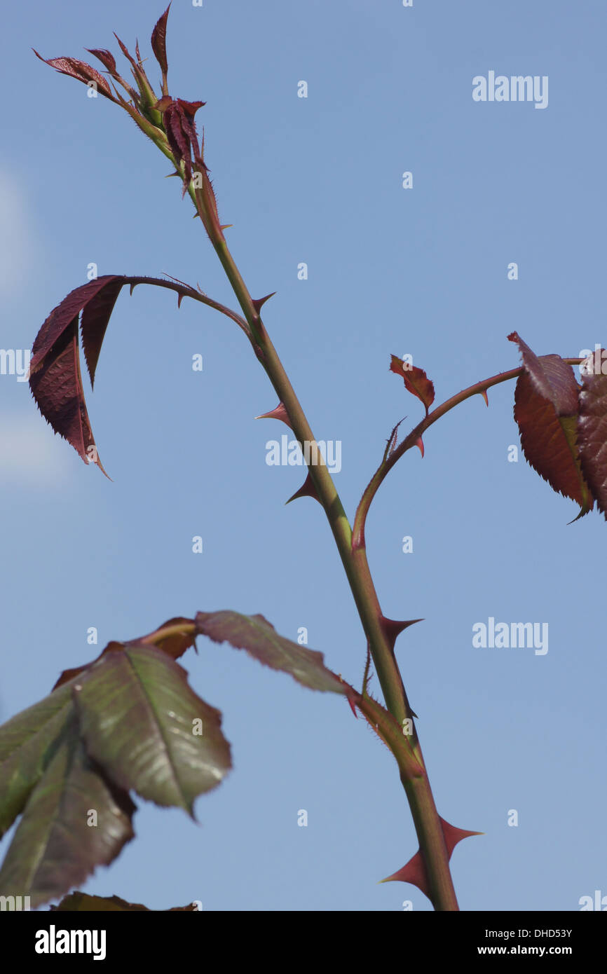Hybrid-Rose, jung mit Stacheln schießen Stockfoto