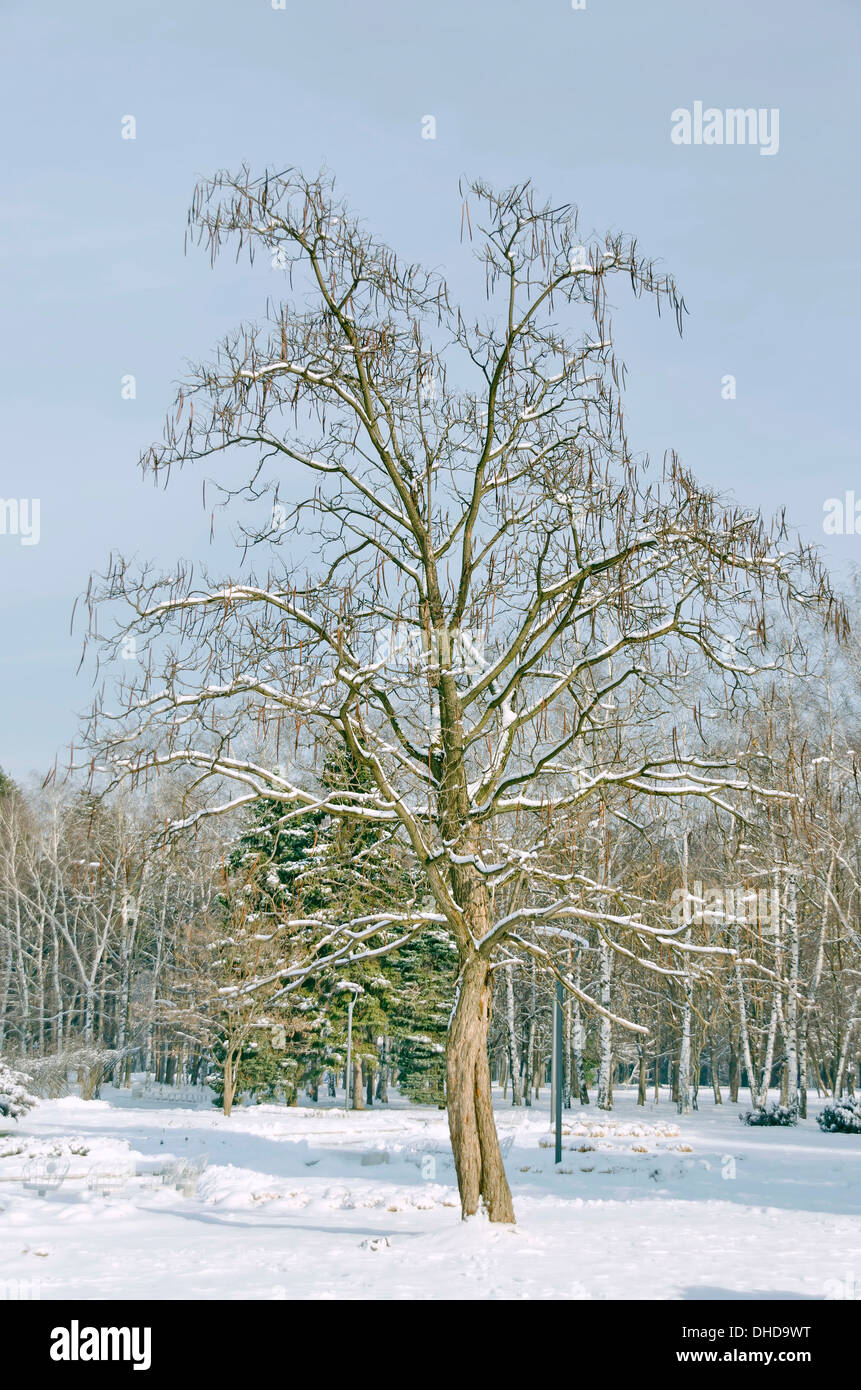 Bedeckt mit Schnee indische Bohne Baum und pod Stockfoto