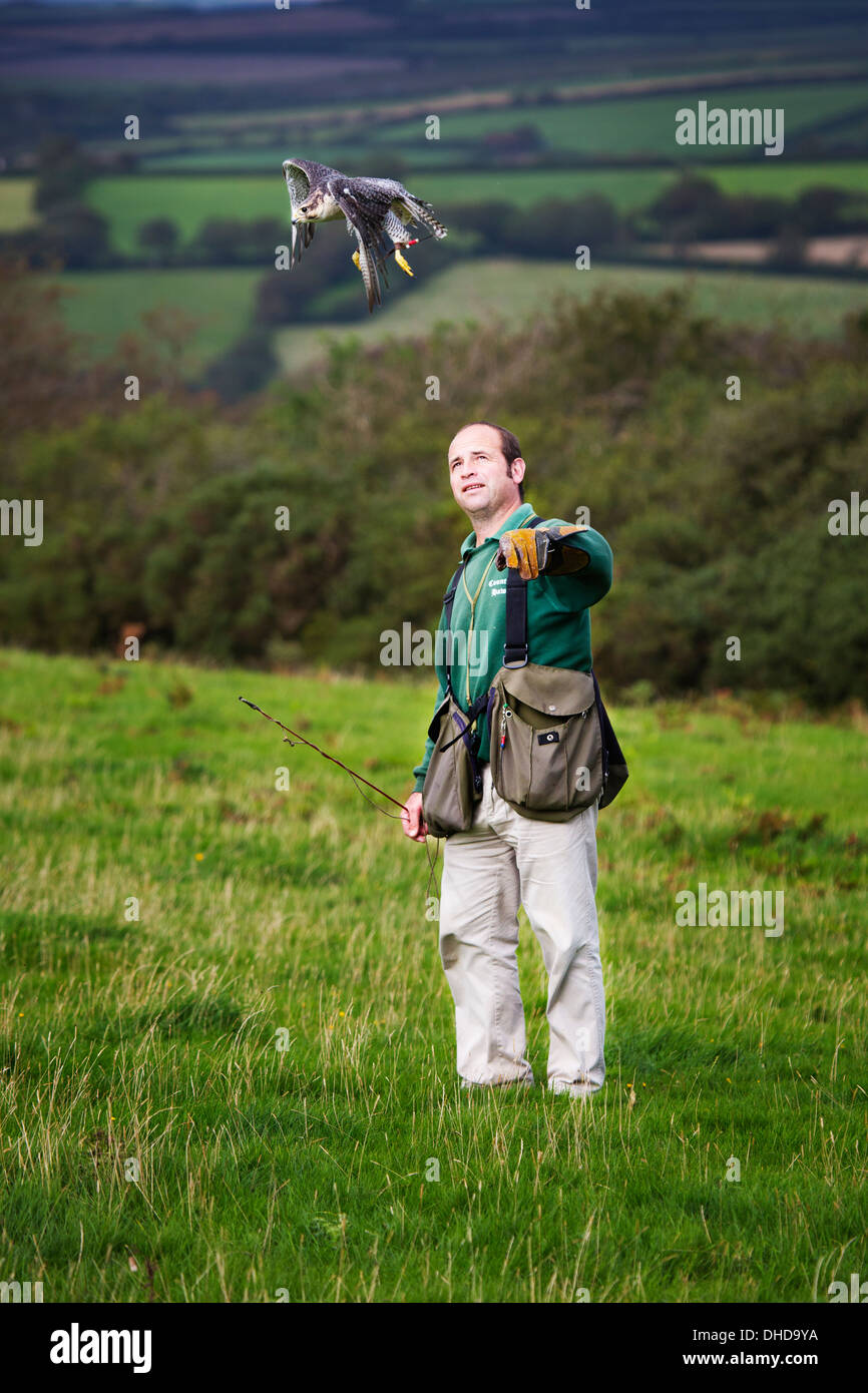 Ein Falkner Ausbildung seine Vögel in der Westcountry UK Stockfoto