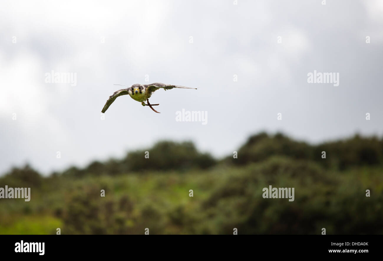 Ein Falcon-training Stockfoto