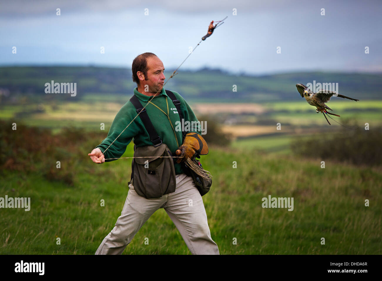 Ein Falkner Ausbildung seine Vögel in der Westcountry UK Stockfoto