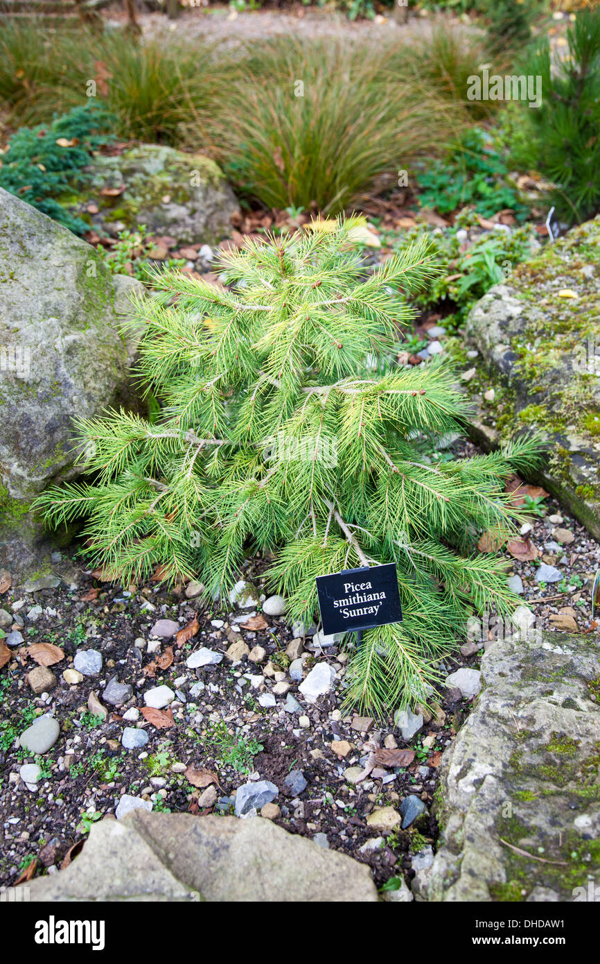 Eine Nahaufnahme von einem Picea Smithiana "Sunray" Nadelbaum Baum im Garten am Bridgemere Baumschule und Garten Welt Cheshire England UK Stockfoto