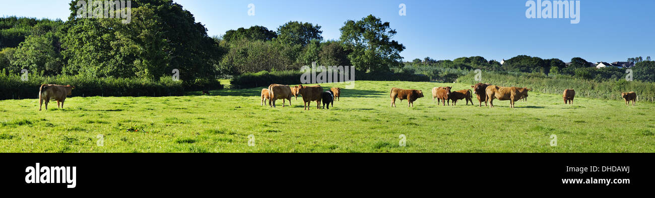 Panorama einer Herde von Rindern vor allem Süden Devons genäht Stockfoto