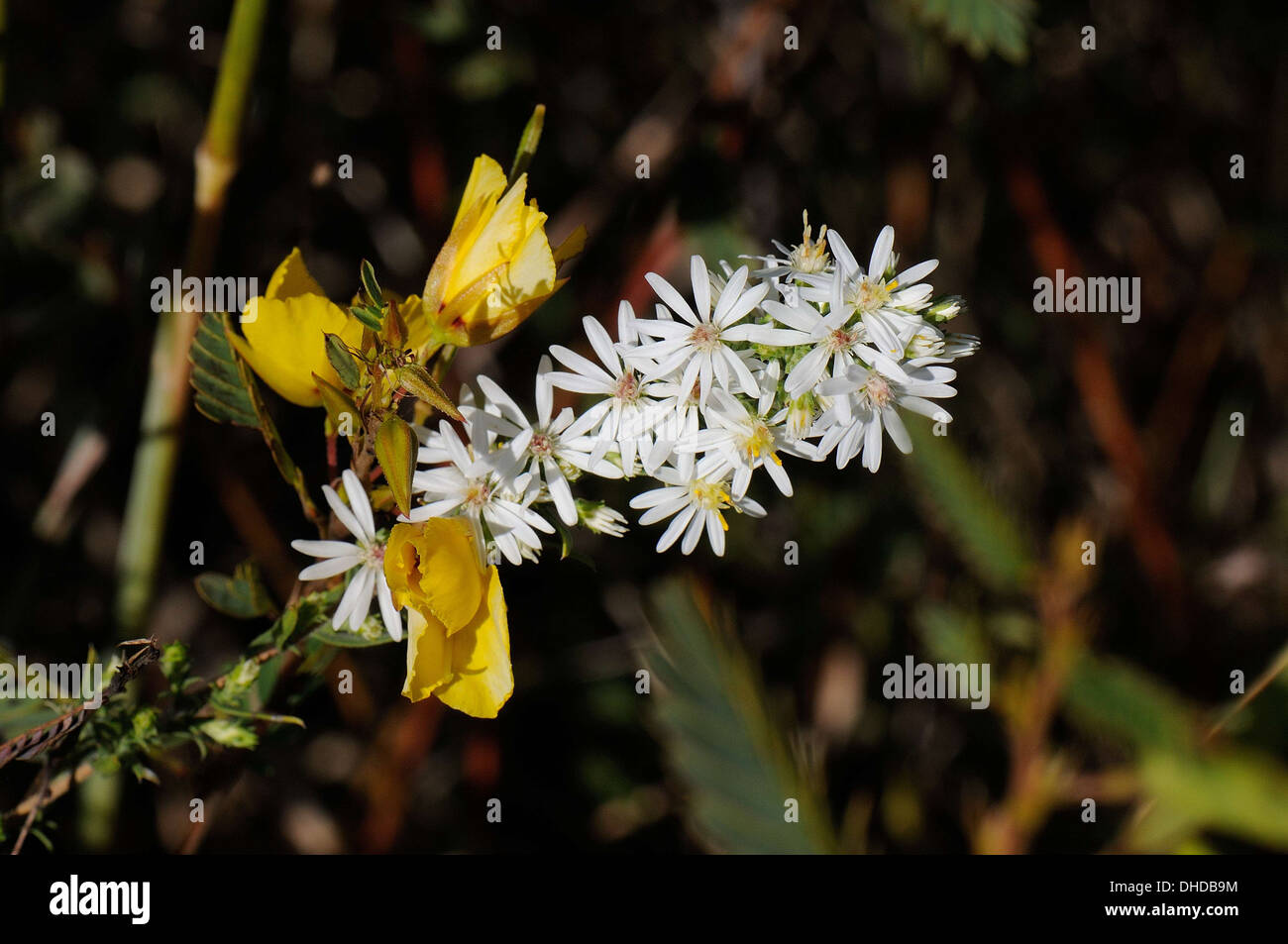 Heide-Aster, Symphyotrichum ericoides Stockfoto