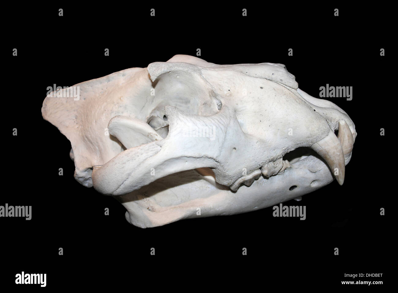 Löwe Panthera Leo Skull Stockfoto