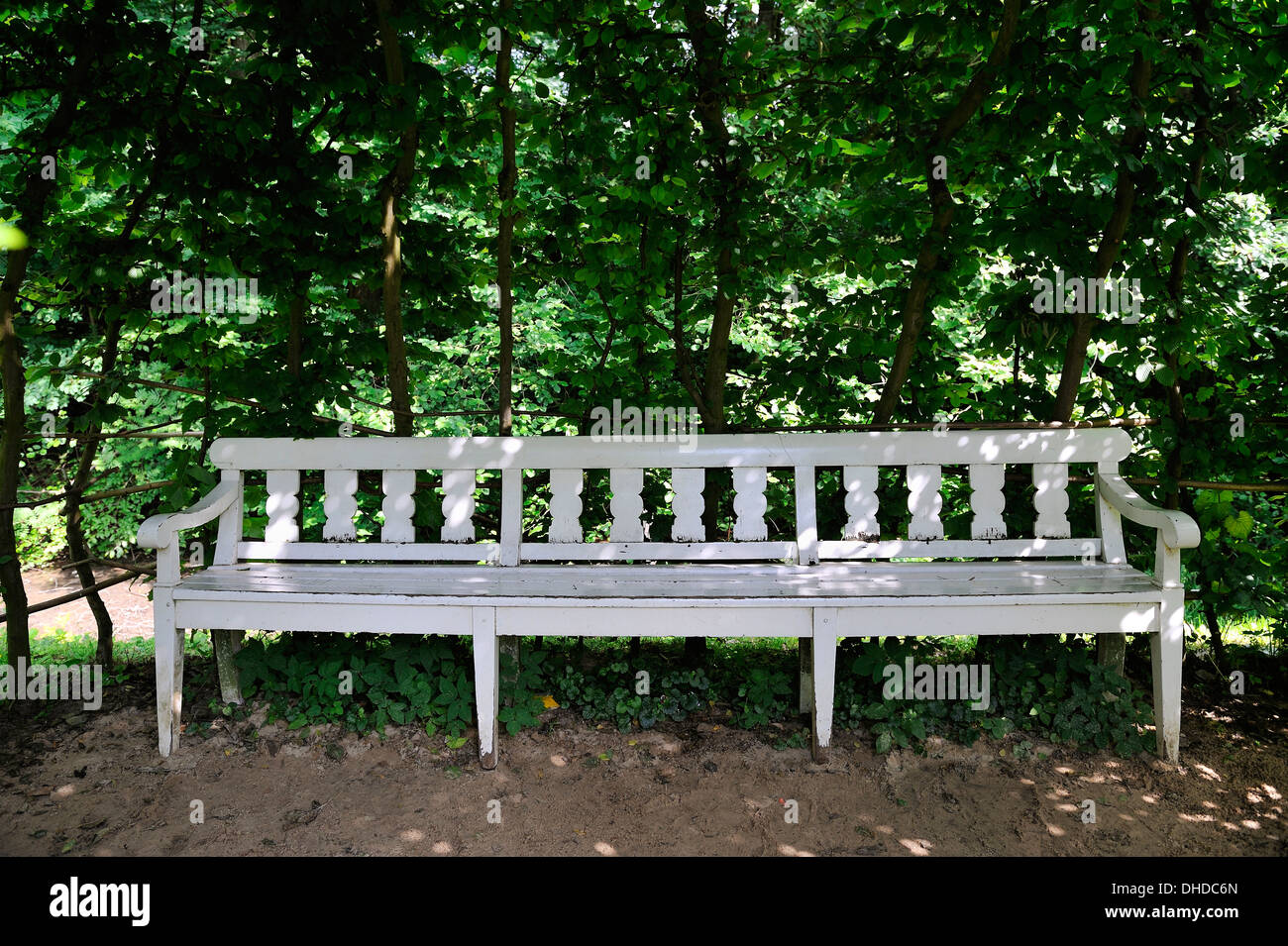 eine lange weiße Holzbank unter einem Buchsbaum, Deutschland, Europa Stockfoto