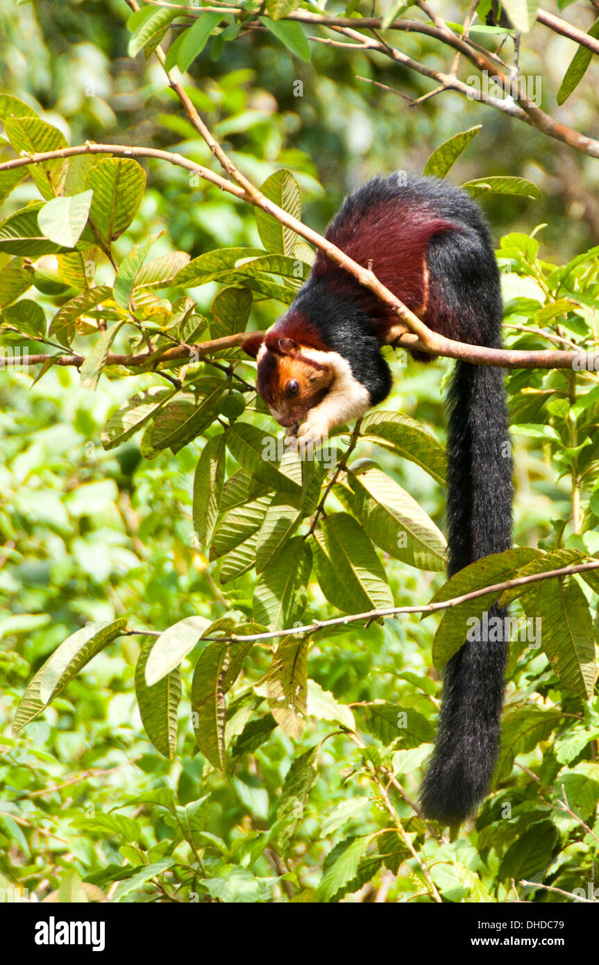 Indische Malabar riesiges Eichhörnchen Stockfoto