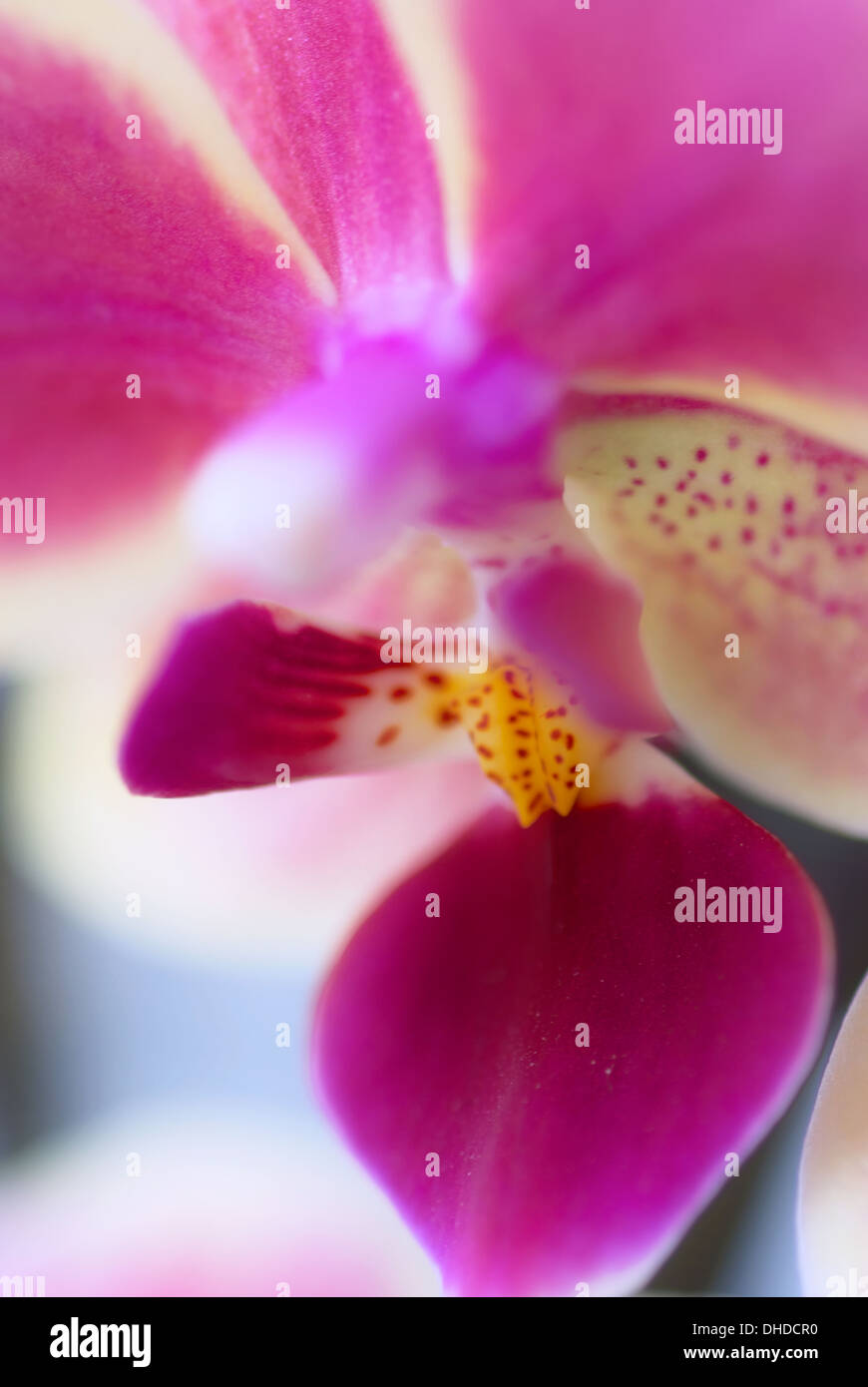 Künstlerische Orchidee Stockfoto