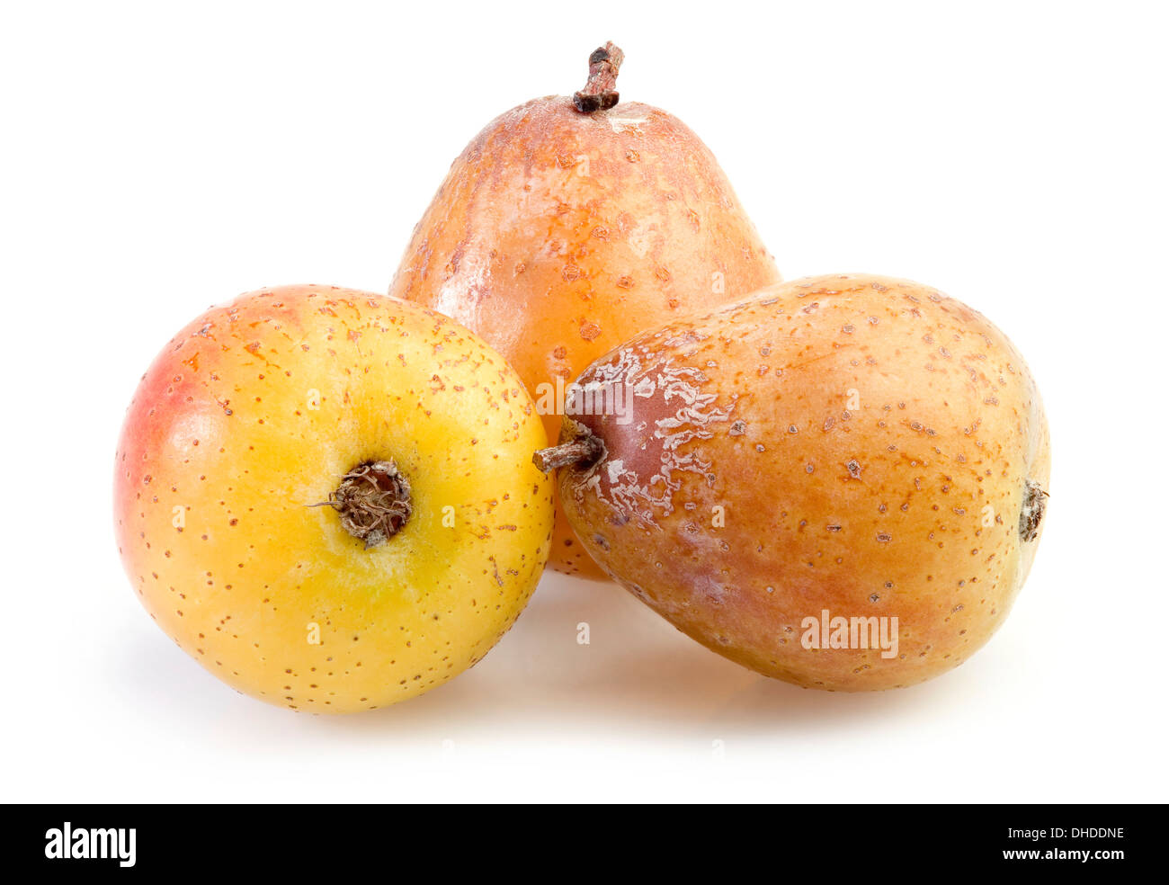 Rowan Beerenfrucht, Sorbus Domestica Stockfoto