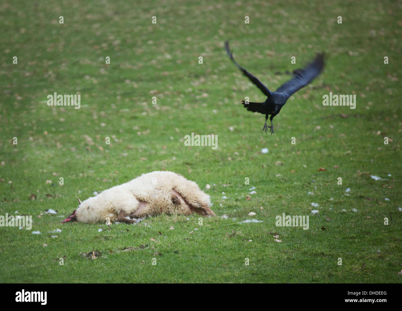 Raben Aufräumvorgang auf ein totes Schaf Stockfoto
