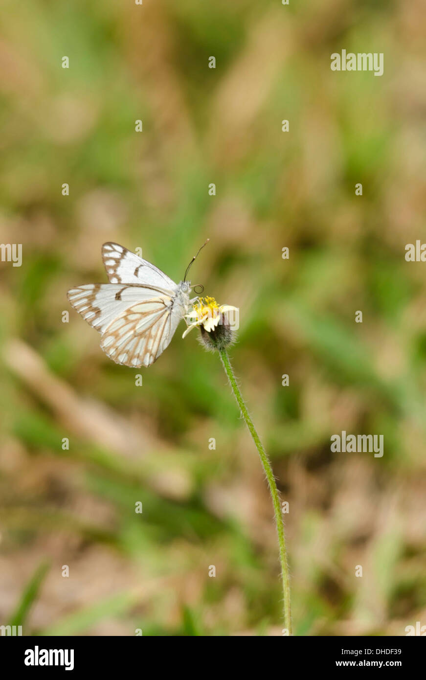 Kapern White Butterfly (Belenois Aurota) Kololi Gambia Westafrika Stockfoto