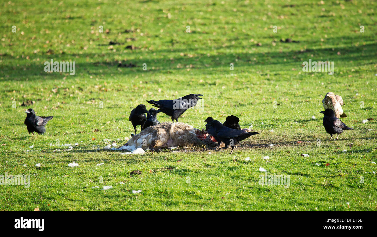 Raben Aufräumvorgang auf ein totes Schaf Stockfoto