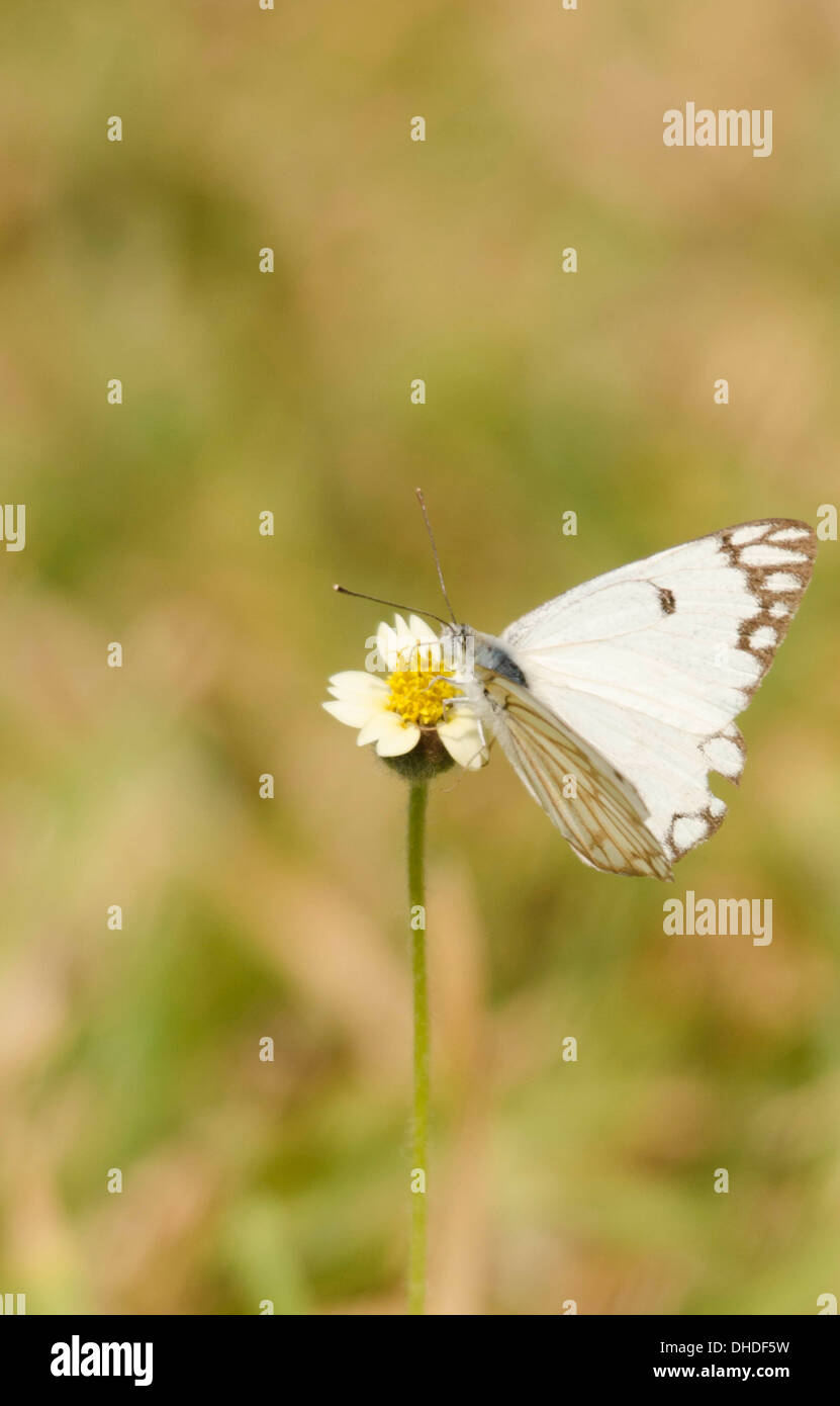 Kapern White Butterfly (Belenois Aurota) Kololi Gambia Westafrika Stockfoto