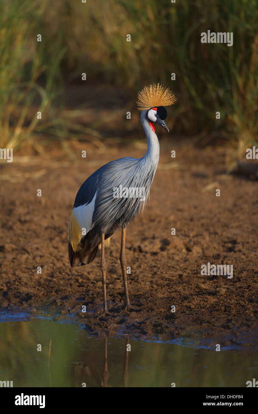 Grey gekrönter Kran (Balearica Regulorum) in der Nähe von einem Teich. Tansania, Afrika. Stockfoto