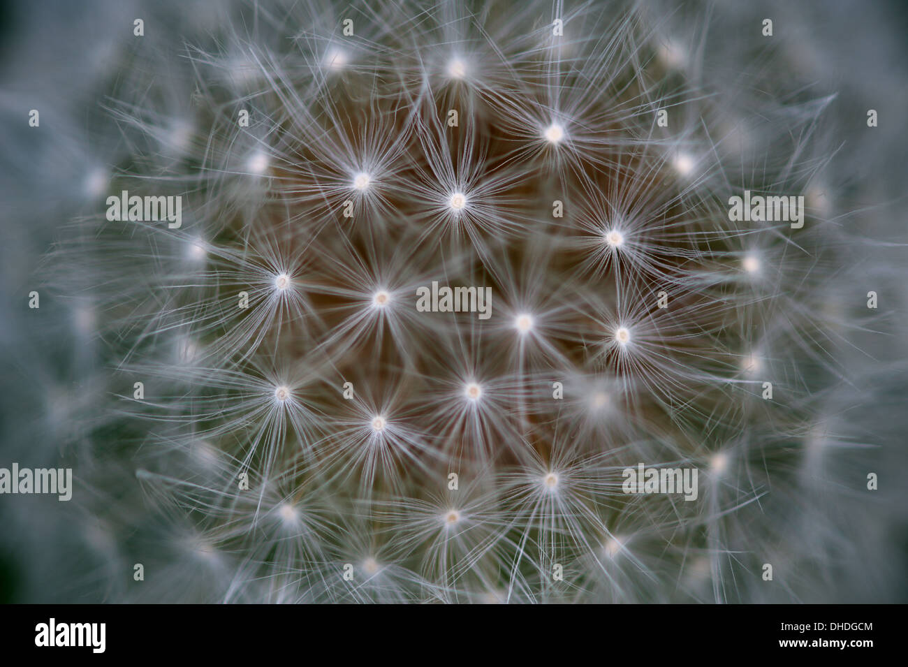 Wie kleine Sterne leitet den Samen des Löwenzahns ein Wunder für sich Stockfoto
