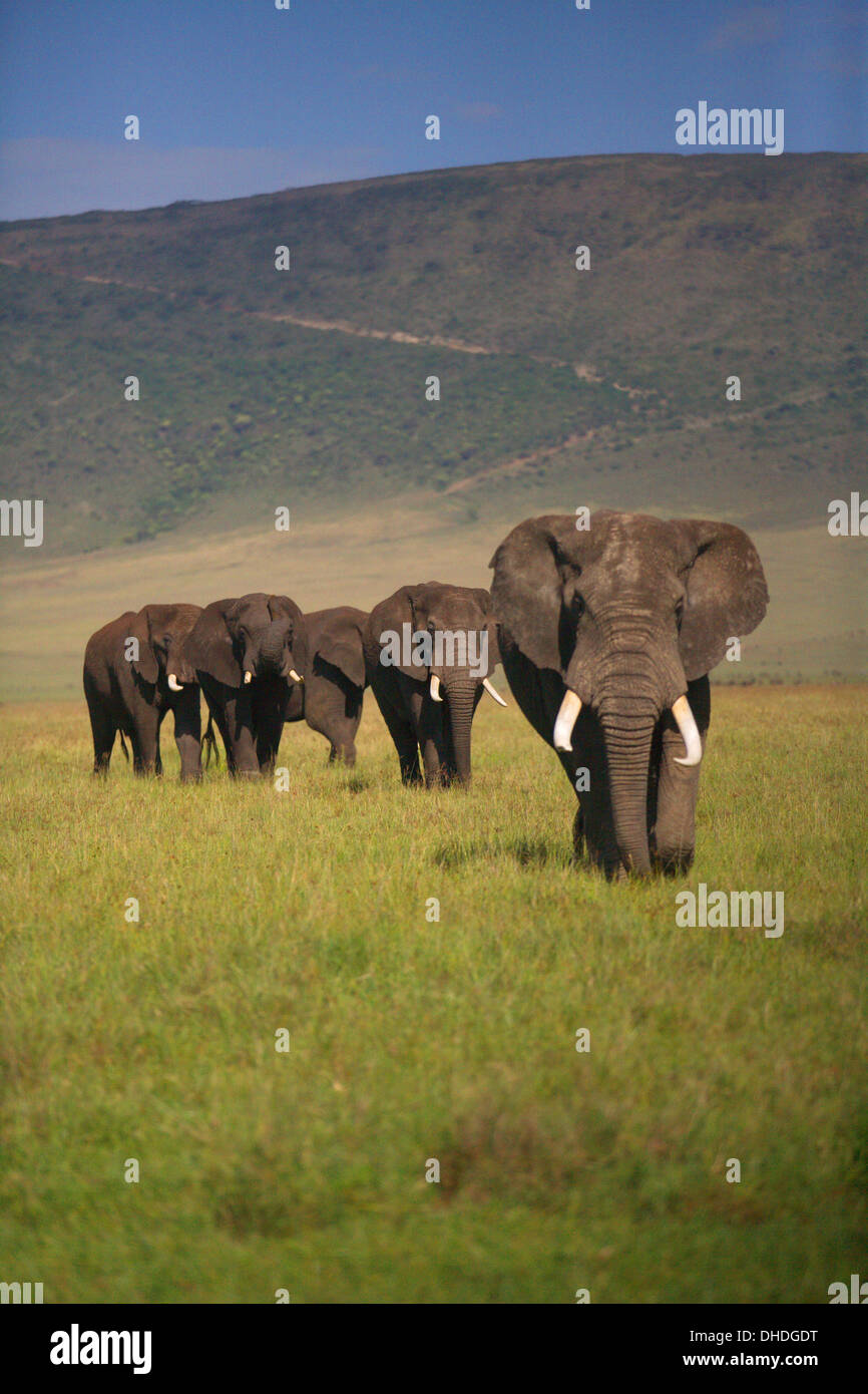 Afrikanische Elefanten in der Ngorongoro Crater Weiden. Tansania Afrika. Loxodonta Africana spp., große Tusk Tuskers Wilderei. Stockfoto