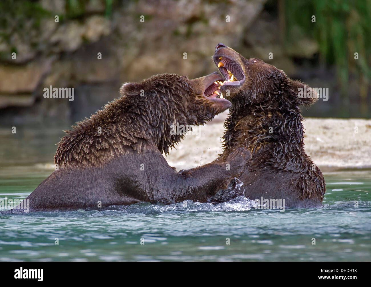 Brown Bear Cubs spielen kämpfen in den Fluss bei Geographic Hafen Katmai Halbinsel Alaska Stockfoto
