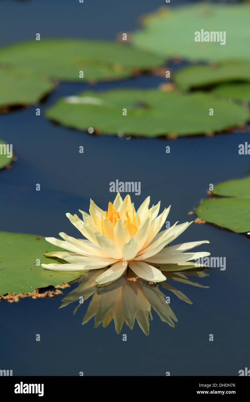 gelbe Lotus Blume Reflexion Stockfoto