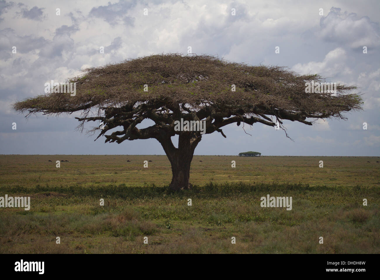 Einsame Akazie auf Serengeti-Ebene. Ndutu, Tansania. Afrika. Toller Ort für das Mittagessen. Stockfoto