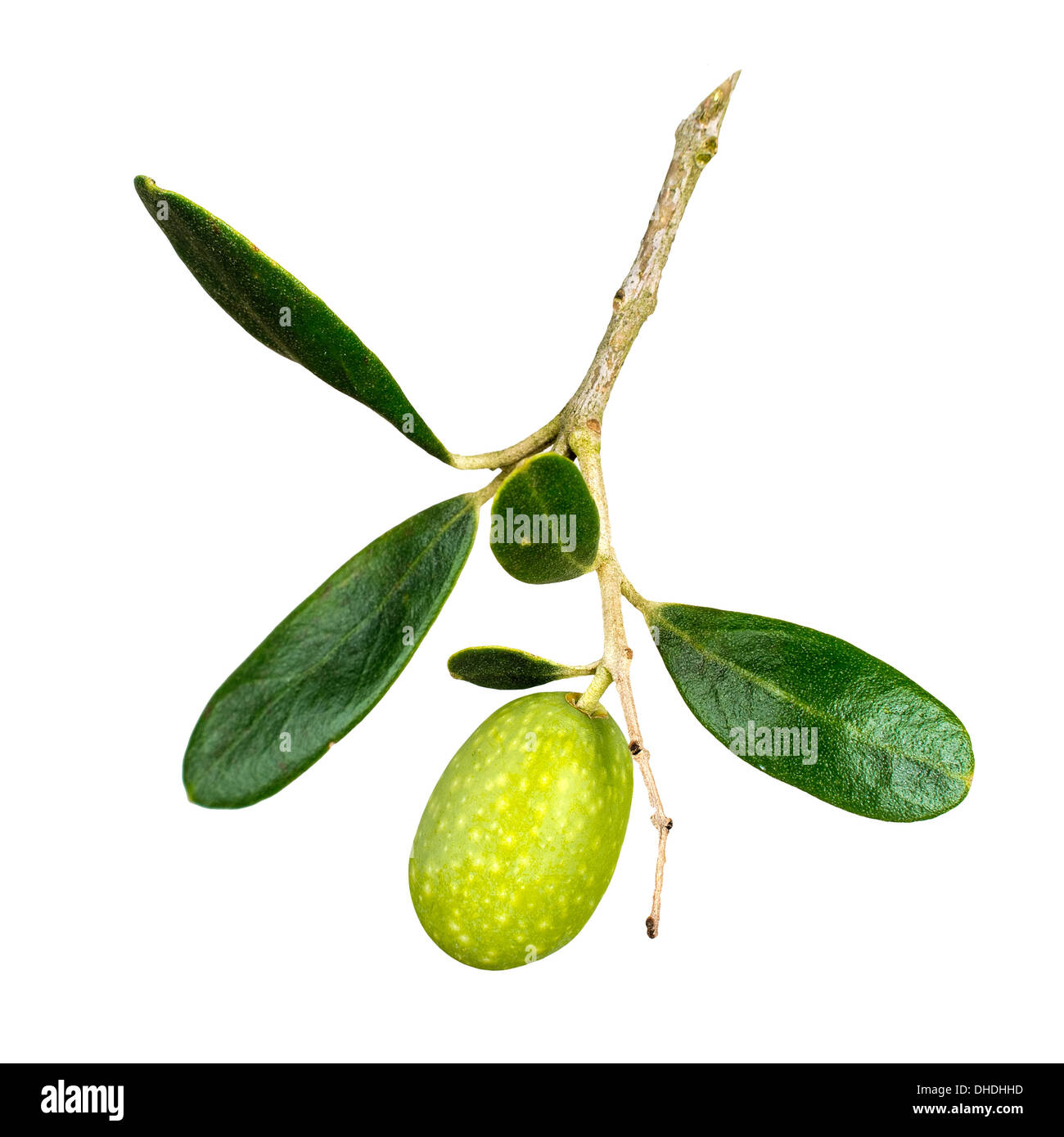 Natürliche Reife Olive. Stockfoto