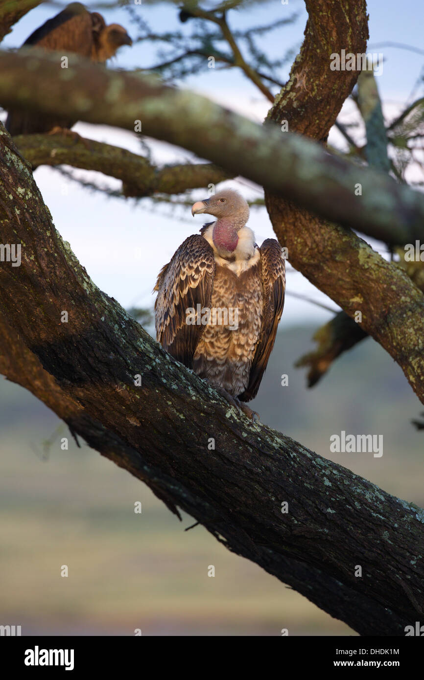 Geier im Baum. Ndutu, Tansania. Afrika. Stockfoto