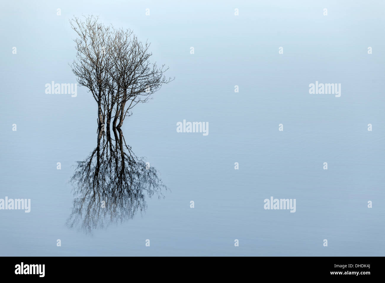 Eine versunkene Baum und seine Reflexion an einem ruhigen See, noch Stockfoto