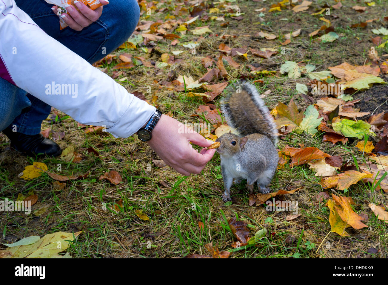 Frau, Fütterung wild grau Eichhörnchen mit Keksen in einem öffentlichen Park, Glasgow, Schottland, Großbritannien Stockfoto