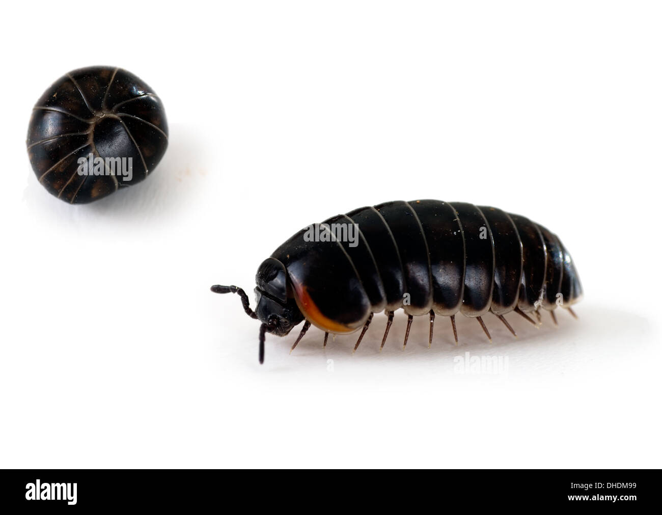 Pill Bug - Armadillidium Stockfoto