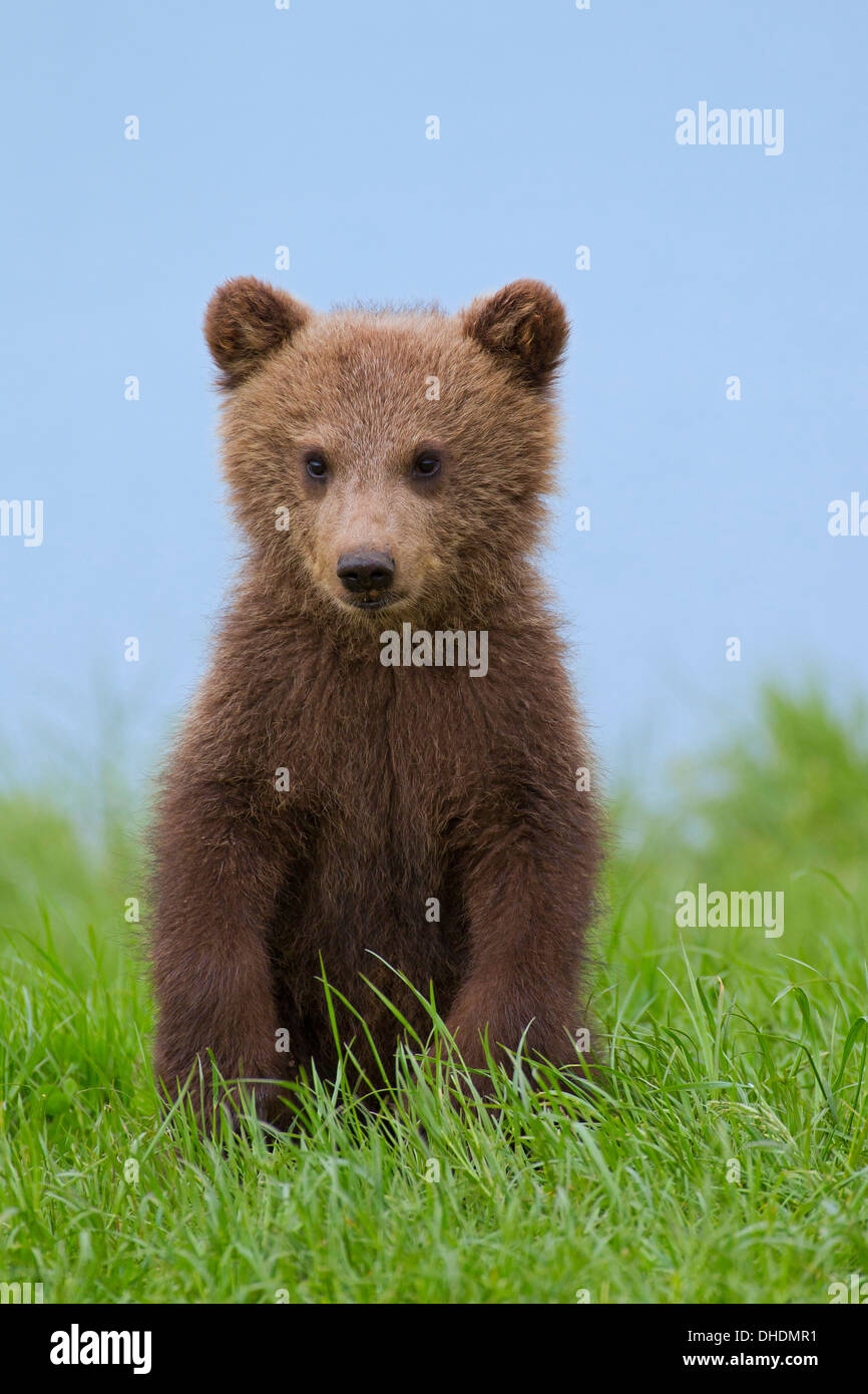 Niedliche neugierig eurasische Braunbär / europäischer Braunbär (Ursus Arctos Arctos) Cub aufrecht sitzend am Ufer / Lake shore Stockfoto