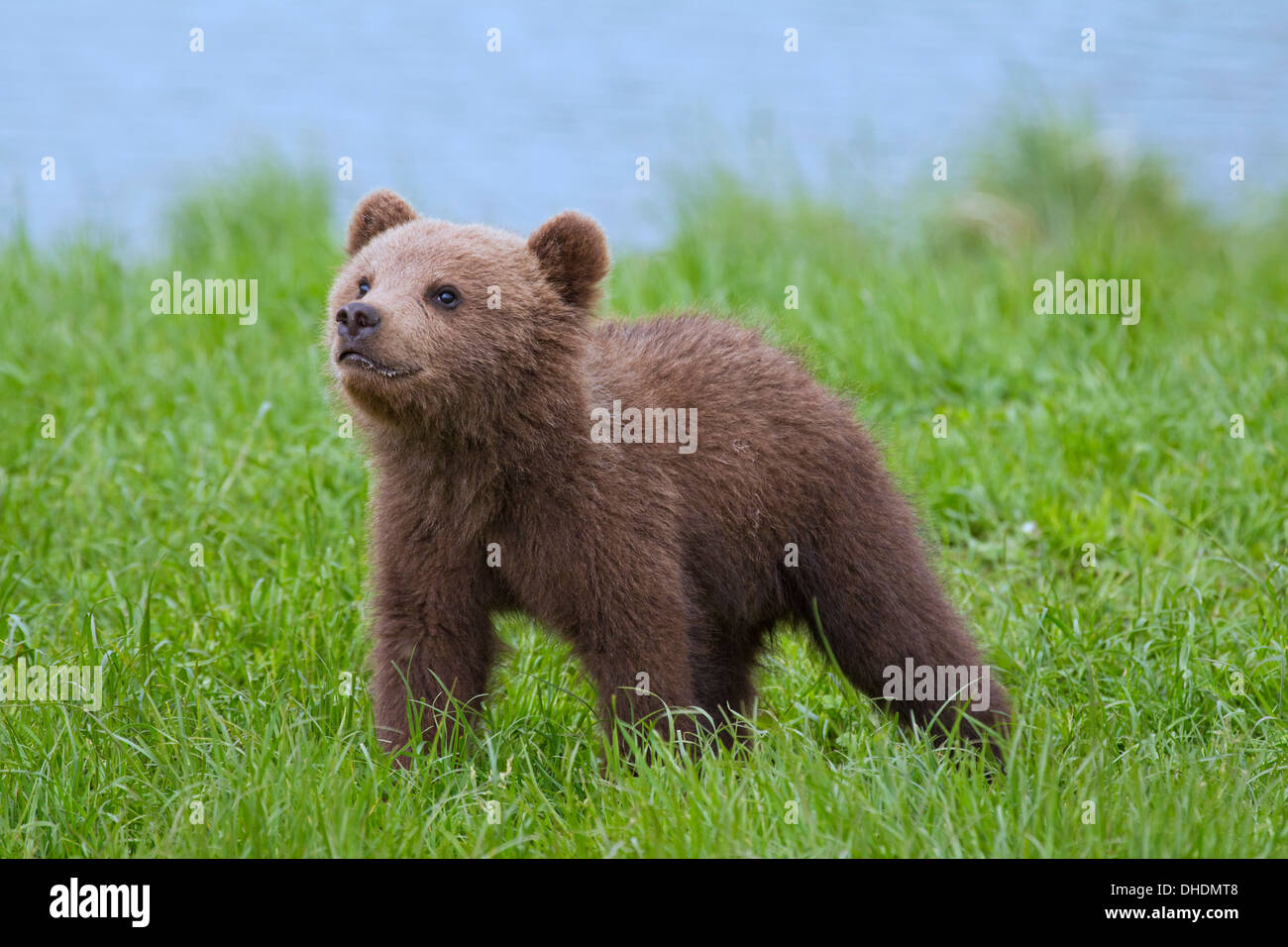 Niedliche eurasische Braunbär / Europäische Braun (Ursus Arctos Arctos) Bärenjunges am Ufer / Lake shore Stockfoto