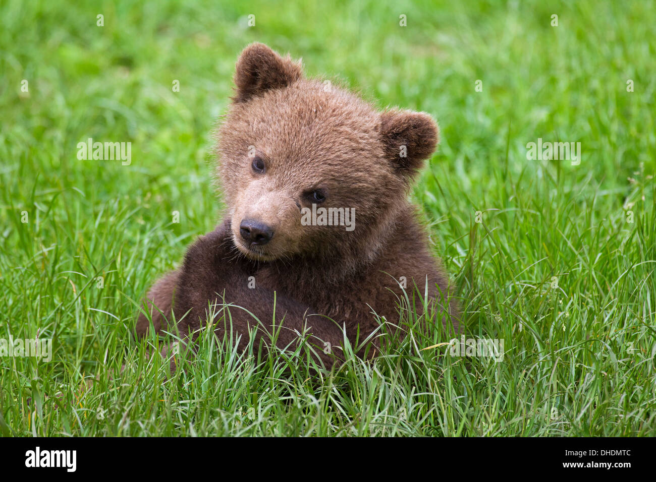 Nahaufnahme von niedlichen eurasische Braunbär / europäischer Braunbär (Ursus Arctos Arctos) Cub sitzen im Grünland Stockfoto