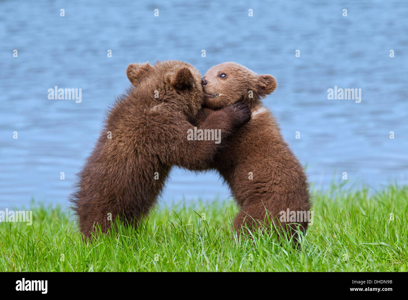 Zwei eurasische Braunbär / europäischer Braunbär (Ursus Arctos Arctos) jungen spielen / Kämpfe am Flussufer / Lake shore Stockfoto