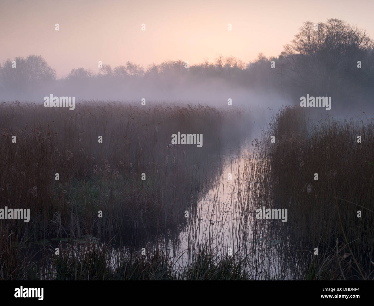 Ein nebliger Morgen an wie Hügel, Norfolk Broads, Norfolk, England, Vereinigtes Königreich, Europa Stockfoto