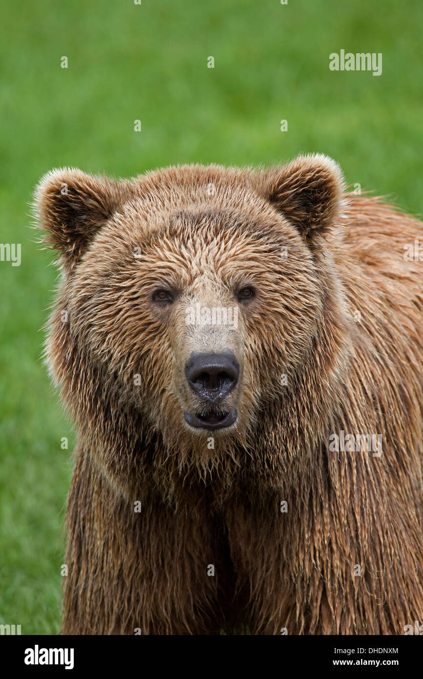 Nahaufnahme des eurasischen Braunbären / Europäische Braun Bär (Ursus Arctos Arctos) im Grünland Stockfoto