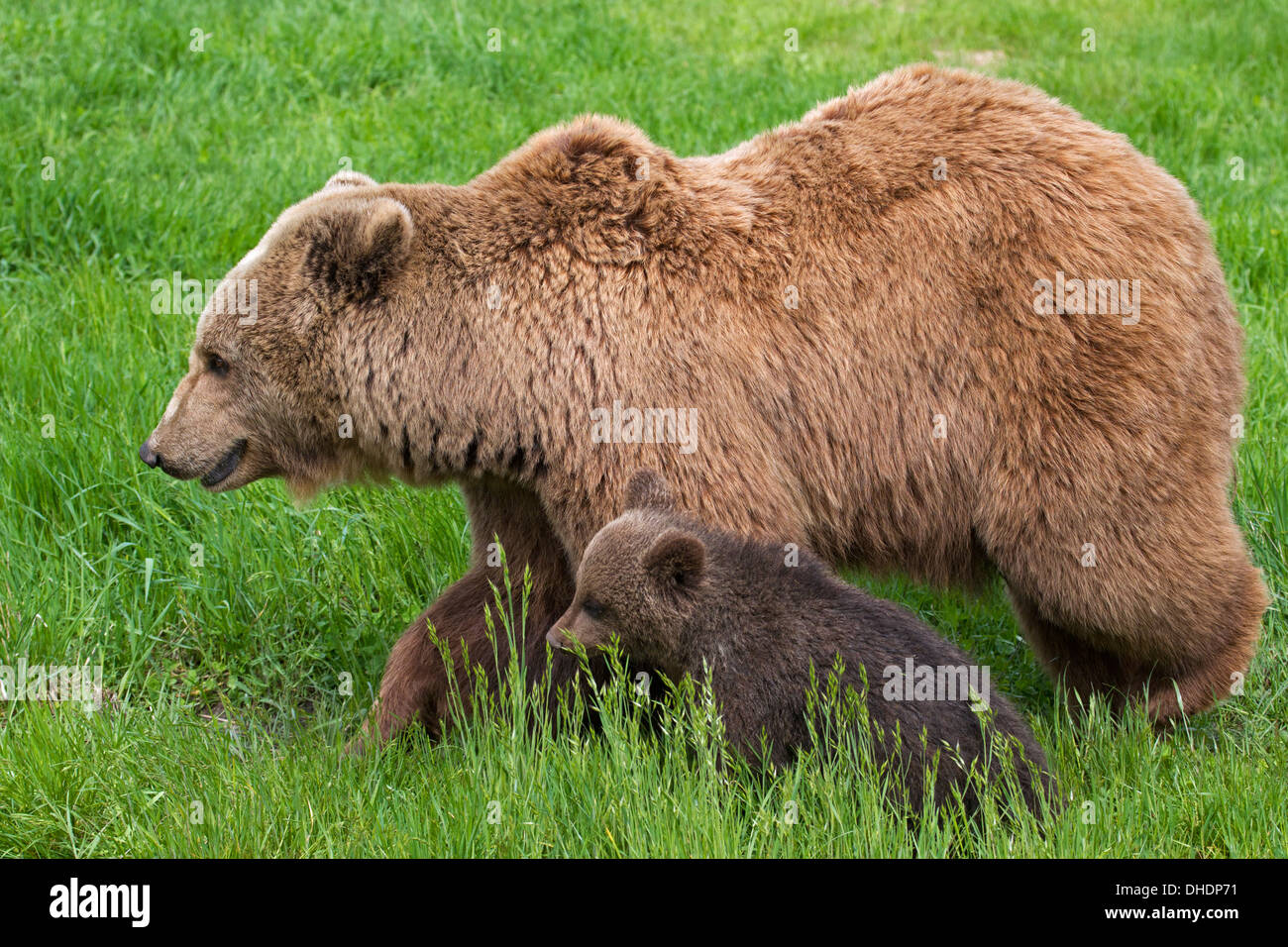 Eurasische Braunbär / europäischer Braunbär (Ursus Arctos Arctos) Mutter zu Fuß mit Cub in Grünland Stockfoto