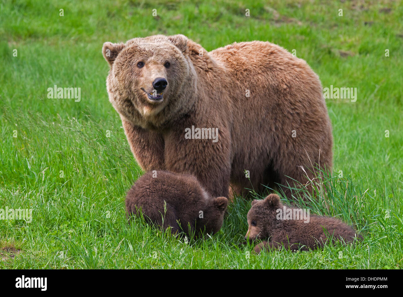Eurasische Braunbär / europäischer Braunbär (Ursus Arctos Arctos) Mutter mit zwei jungen im Grünland Stockfoto