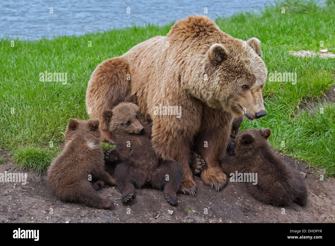 Eurasische Braunbär / europäischer Braunbär (Ursus Arctos Arctos) Mutter mit vier jungen am Seeufer Stockfoto