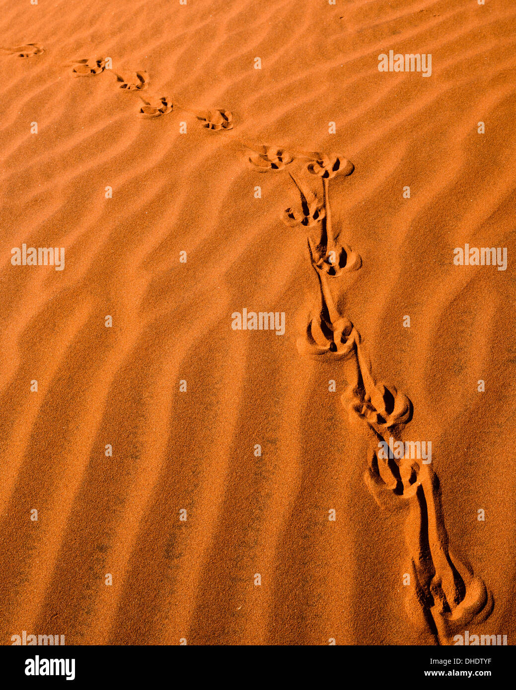 Spuren im Sand-Dünen, NamibRand Nature Reserve, Namib-Wüste, Namibia, Afrika Stockfoto