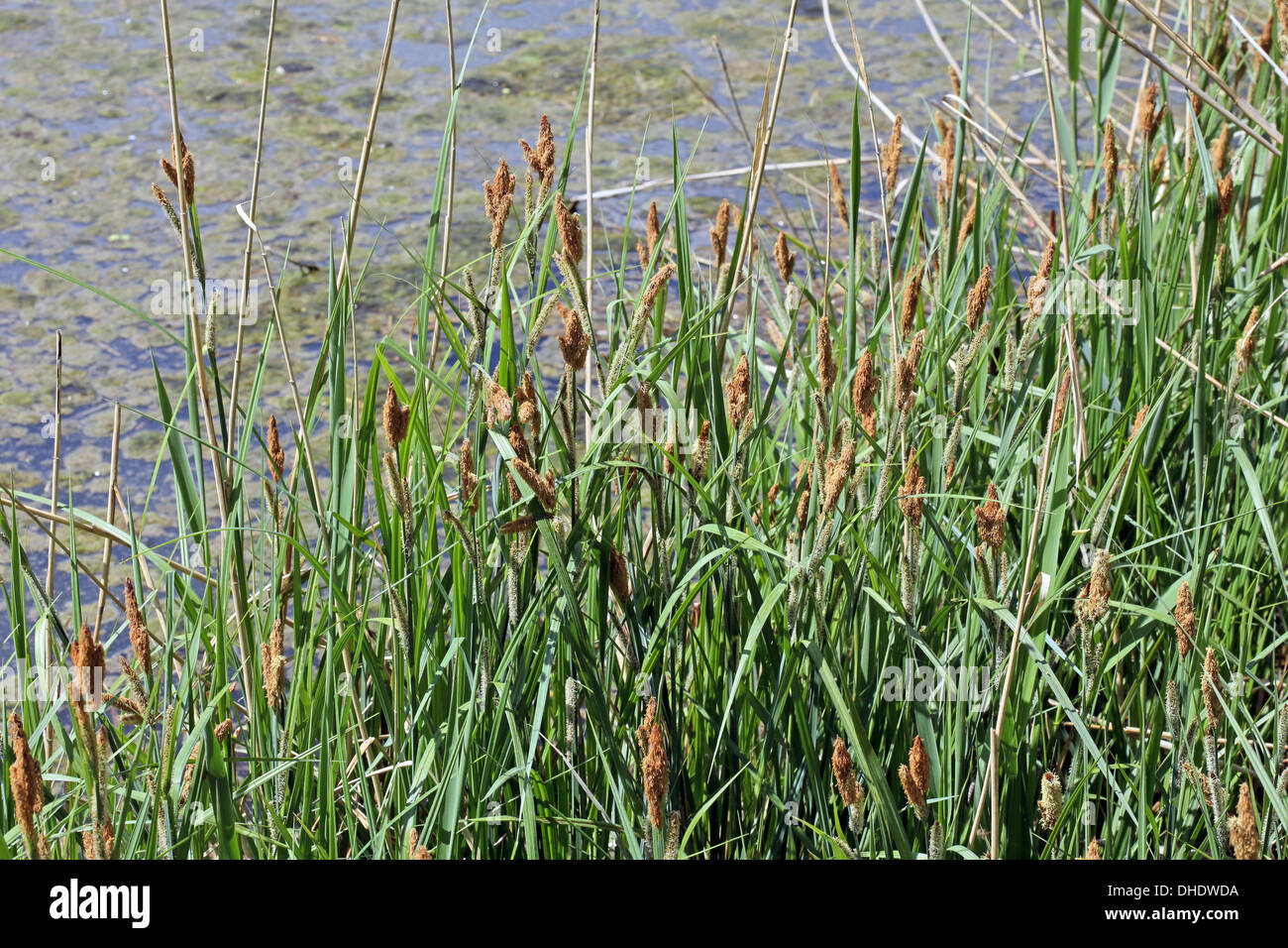 Seggen bank Fotos und Bildmaterial in hoher Auflösung Alamy