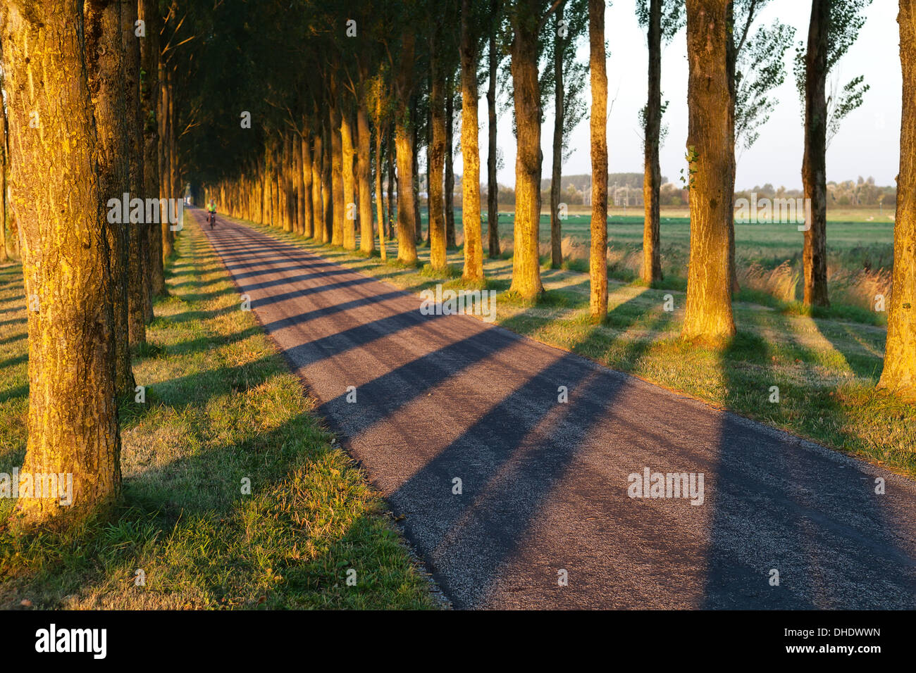 Baum Schatten Muster auf Radweg im morgendlichen Sonnenlicht, Niederlande Stockfoto