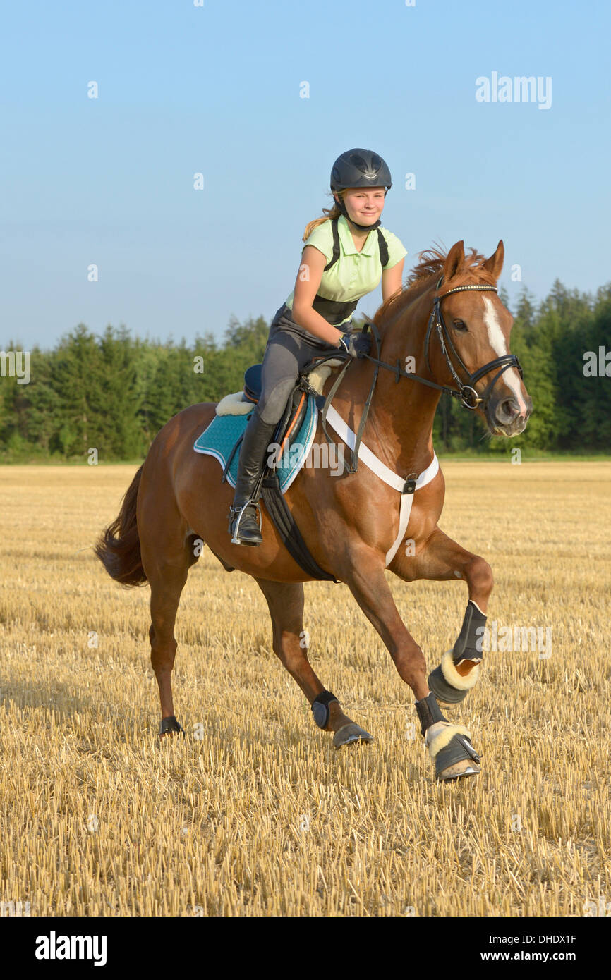 Dreizehn Jahre altes Mädchen tragen einen Helm und eine Rücken-Protektor auf Rückseite ein Irish Sport Horse Pony in einem Stoppelfeld galoppieren Stockfoto