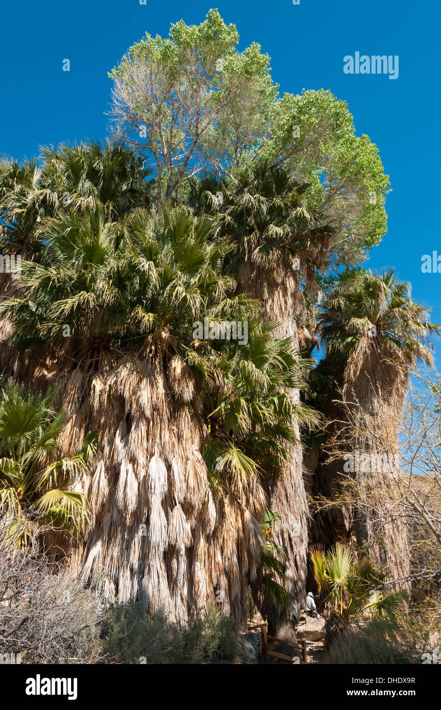 California, Joshua Tree National Park, Cottonwood Spring, Kalifornien Fächerpalme & Pappeln Stockfoto