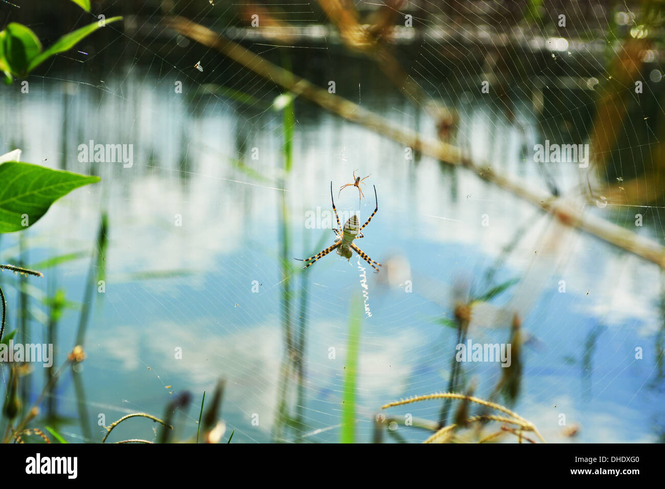 Spinne in der Nähe eines Sumpfes Stockfoto