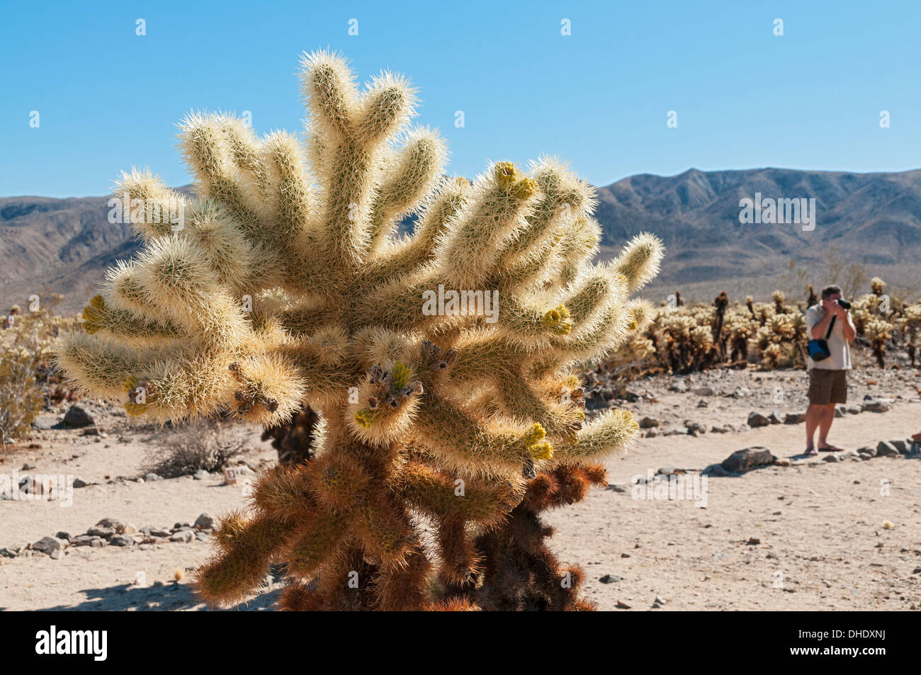 Joshua Tree Nationalpark, Kalifornien Cholla Cactus Garden Stockfoto