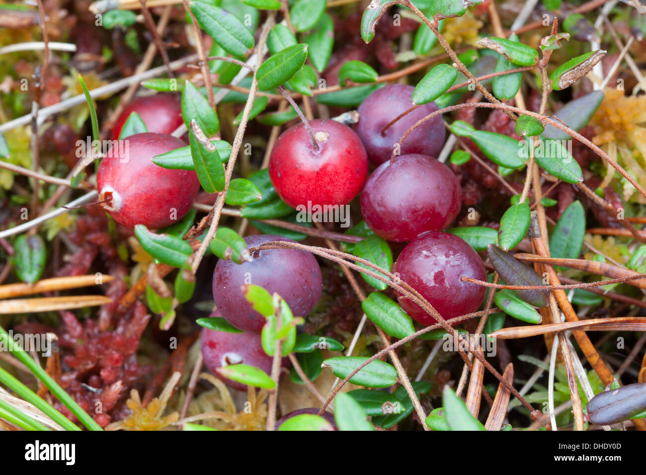 Sumpf-cranberry Stockfoto